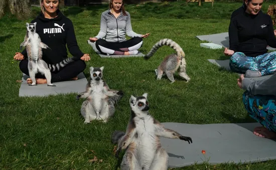Lớp tập yoga cùng vượn cáo tại Anh