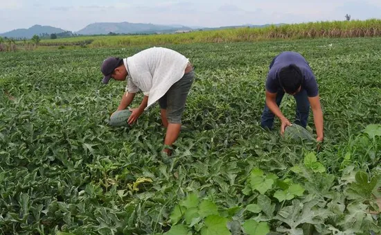 Bảo kê, cưỡng đoạt tiền của nông dân trồng dưa hấu