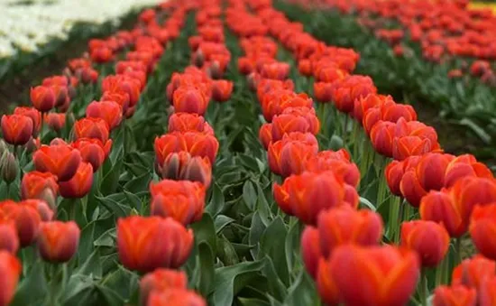 Vườn hoa tulip lớn nhất châu Á mở cửa đón khách