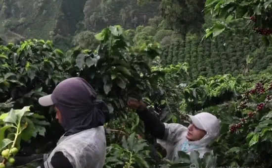 Mô hình trồng cà phê hữu cơ ở Colombia