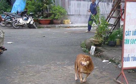 Hiểm họa từ chó thả rông