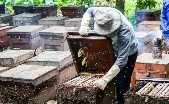 Nguy hiểm và vất vả với nghề “quay” ong du mục