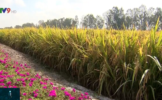 Sử dụng giống lúa thích ứng hạn mặn - Lối ra cho người trồng lúa ĐBSCL