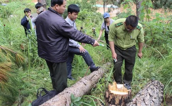 Lâm Đồng: 90.000ha rừng bị chặt phá trong hơn 5 năm trở lại đây