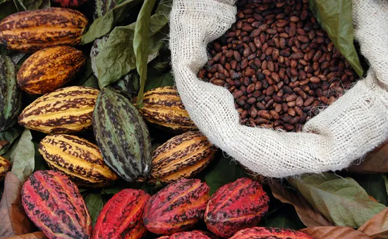 Sản lượng cacao toàn cầu tăng kỷ lục