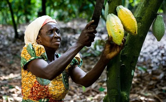 Ghana gia tăng giá trị cho cây cacao