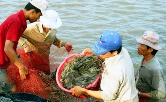 Giá tôm ở Trà Vinh giảm mạnh