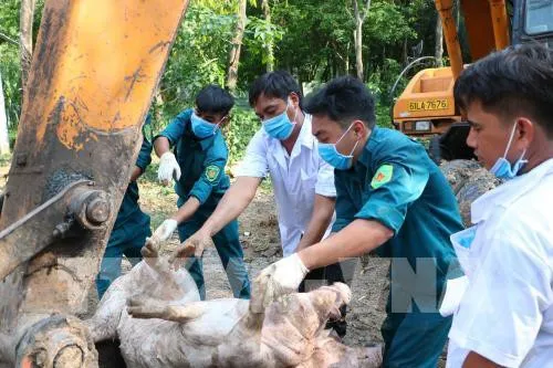 Xuất hiện ổ dịch tả lợn châu Phi đầu tiên ở Đăk Lăk