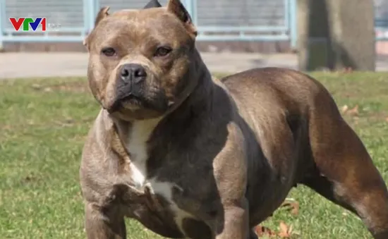 Đặc điểm và tính cách giống chó Pitbull