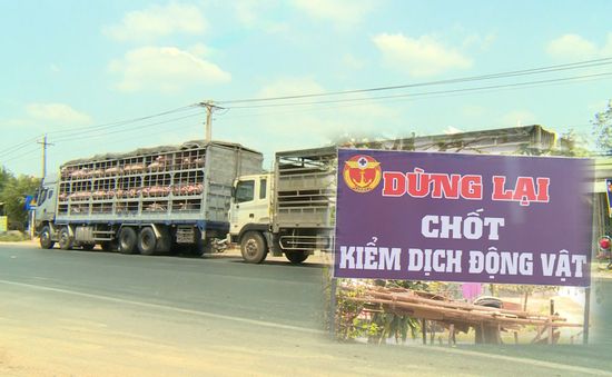 TP.HCM ngăn chặn dịch tả heo Châu Phi ngay từ cửa ngõ