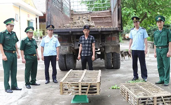 Bắt giữ hơn 400 kg mèo nhập lậu tại Quảng Ninh