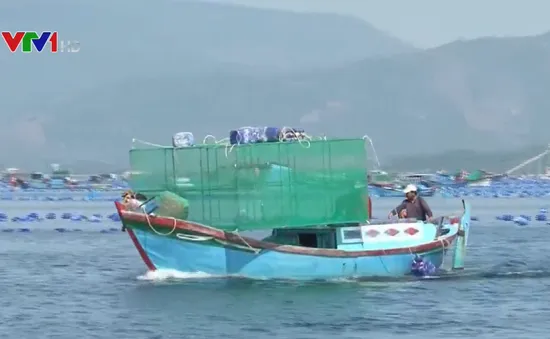 Khó di dời lồng bè nuôi thủy sản ở Cam Ranh