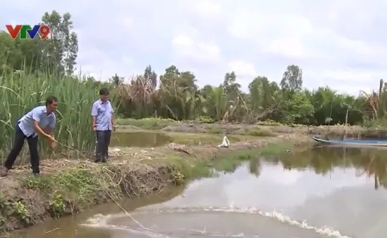 "Thuận thiên" với mô hình con tôm "ôm" cây lúa