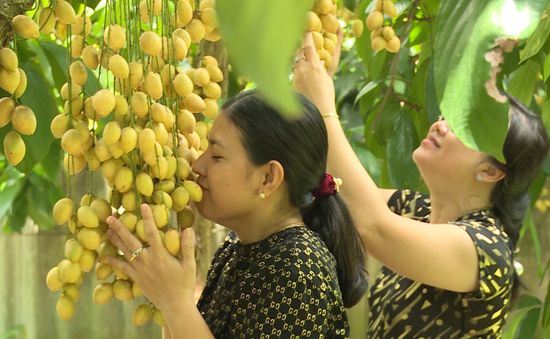 Cần Thơ vào mùa trái cây trĩu quả