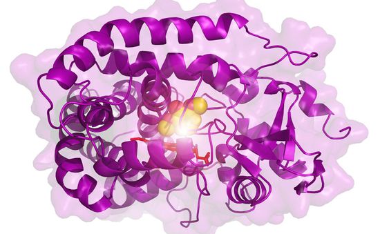 Enzyme biến rác thực vật thành nhựa