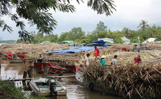 Hậu Giang: Mía dư thừa vì nhà máy đường đóng cửa