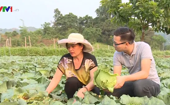 Khám phá nông trại trồng rau trái vụ tại Mộc Châu