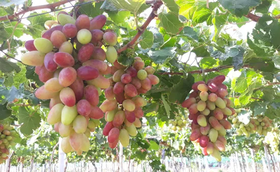 Nho 3 màu Ninh Thuận đắt hàng