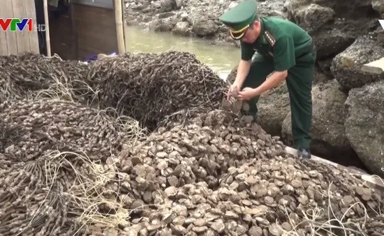 Quảng Ninh bắt giữ 30.000 dây hàu giống nhập lậu