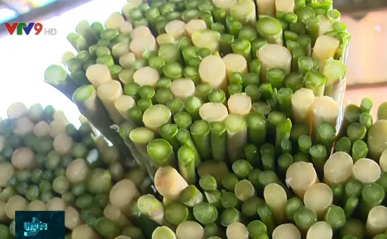 Thu nhập tăng gấp 10 lần với măng tây trên vùng đất khô hạn Ninh Thuận