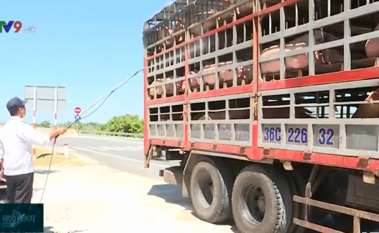 Ninh Thuận tăng cường bảo vệ đàn lợn trước sức ép của dịch tả lợn châu Phi