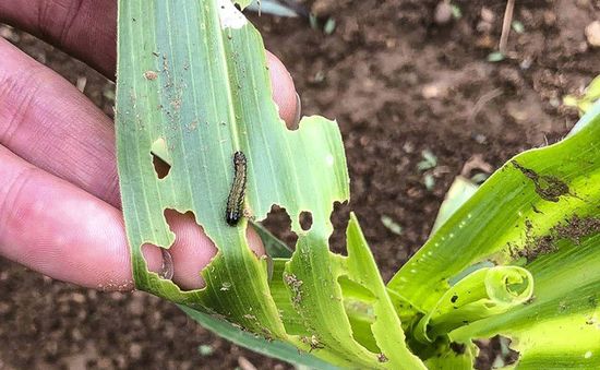 Sâu keo tàn phá hàng nghìn ha ngô tại Gia Lai