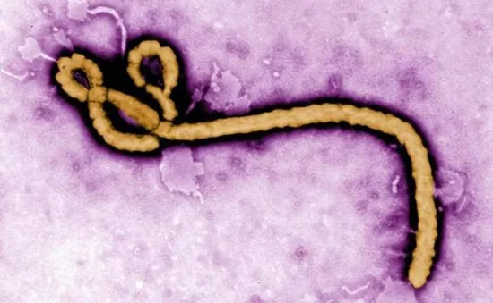 Nhật Bản nghiên cứu một loạt virus nguy hiểm trước thềm Olympic 2020