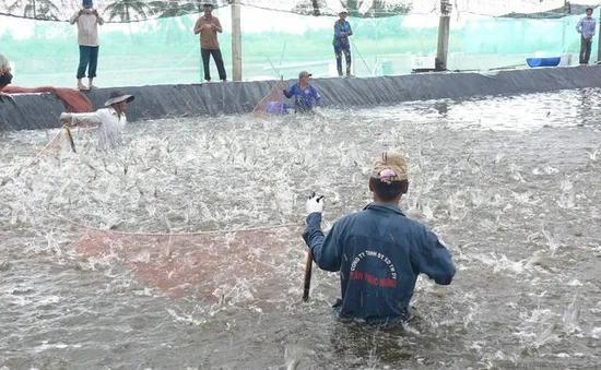 Người nuôi tôm Bạc Liêu phấn khởi vì có điện