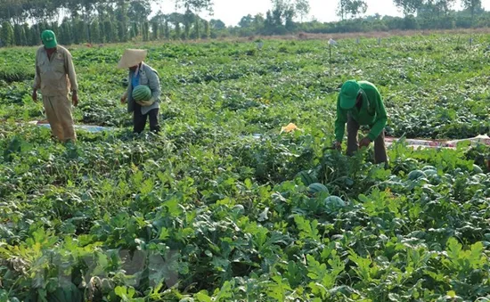 Xuất khẩu hạt giống chính ngạch - Tiềm năng còn bỏ ngỏ