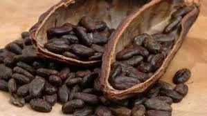Giá cacao giảm mạnh