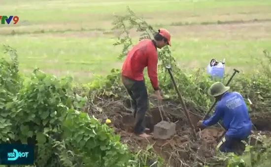 Báo động nạn đào xới đê bao chống lũ để… bắt chuột