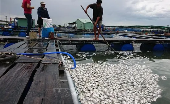 Vũng Tàu: Nghi nhà máy xả thải làm cá chết, người dân yêu cầu xét nghiệm mẫu nước