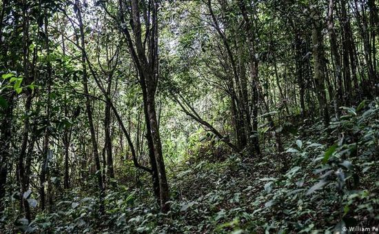 Thái Lan thí điểm mô hình trồng rừng mới hiệu quả hơn