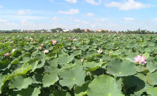 Nông dân chủ động ứng phó lũ thấp