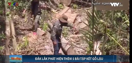 Đắk Lắk: Phát hiện thêm 5 bãi tập kết gỗ lậu quy mô lớn