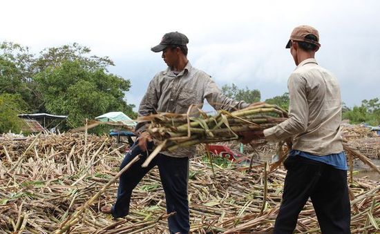 Nông dân ĐBSCL với nỗi lo không bán được mía