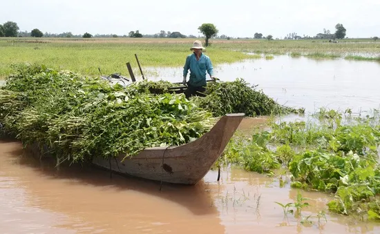 Hàng nghìn hộ dân ở ĐBSCL ngóng lũ về