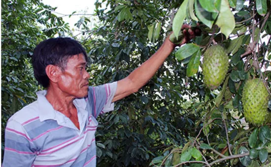 Mãng cầu xiêm Hậu Giang được công nhận nhãn hiệu