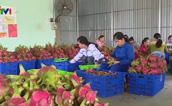 Gỡ khó việc dán tem truy xuất nguồn gốc nông sản vào Trung Quốc