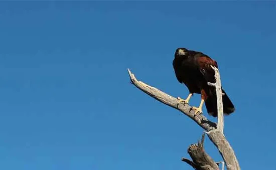 Từ quạ, mèo, chó đến cá heo: CIA đã từng có thời "tuyển dụng" cả động vật làm điệp viên