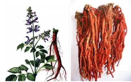 Ngừng sử dụng lô thuốc vị thuốc Đan Sâm không đảm bảo chất lượng