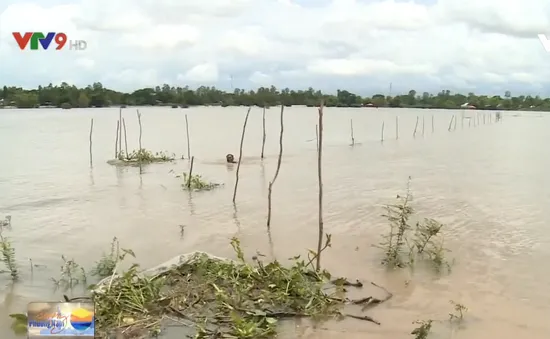 Năm 2019, Đồng Tháp xả lũ đón phù sa trên diện tích hơn 90.000ha