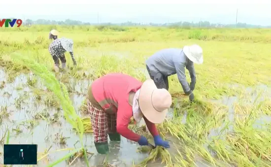 Lúa ngập úng bất thường sau khô hạn tại Nam Trung Bộ