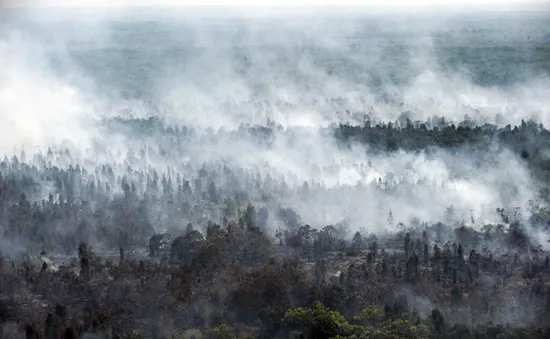 LHQ: Cháy rừng ở Indonesia đe dọa sức khỏe 10 triệu trẻ em Đông Nam Á