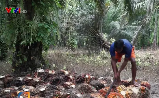 Đốt rừng trồng cọ dầu - Nguyên nhân gây cháy rừng hàng loạt ở Indonesia