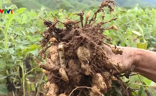 Nông dân Trung Bộ thiệt hại nặng do mưa lũ kéo dài