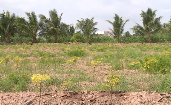 Nông dân Sóc Trăng ôm nợ vì doanh nghiệp thuê đất trồng đinh lăng biến mất