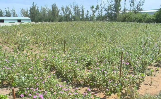 Triển vọng sản xuất dược liệu sạch