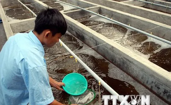 Nâng cao chất lượng tôm giống từ những cách làm mới