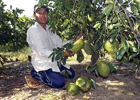 Nhà vườn Hậu Giang chuẩn bị hàng chục tấn mãng cầu xiêm phục vụ Tết